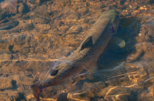 What Moves Trout to the Fly?